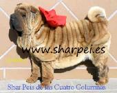 Foto 1 de cachorros sharpeis americanos